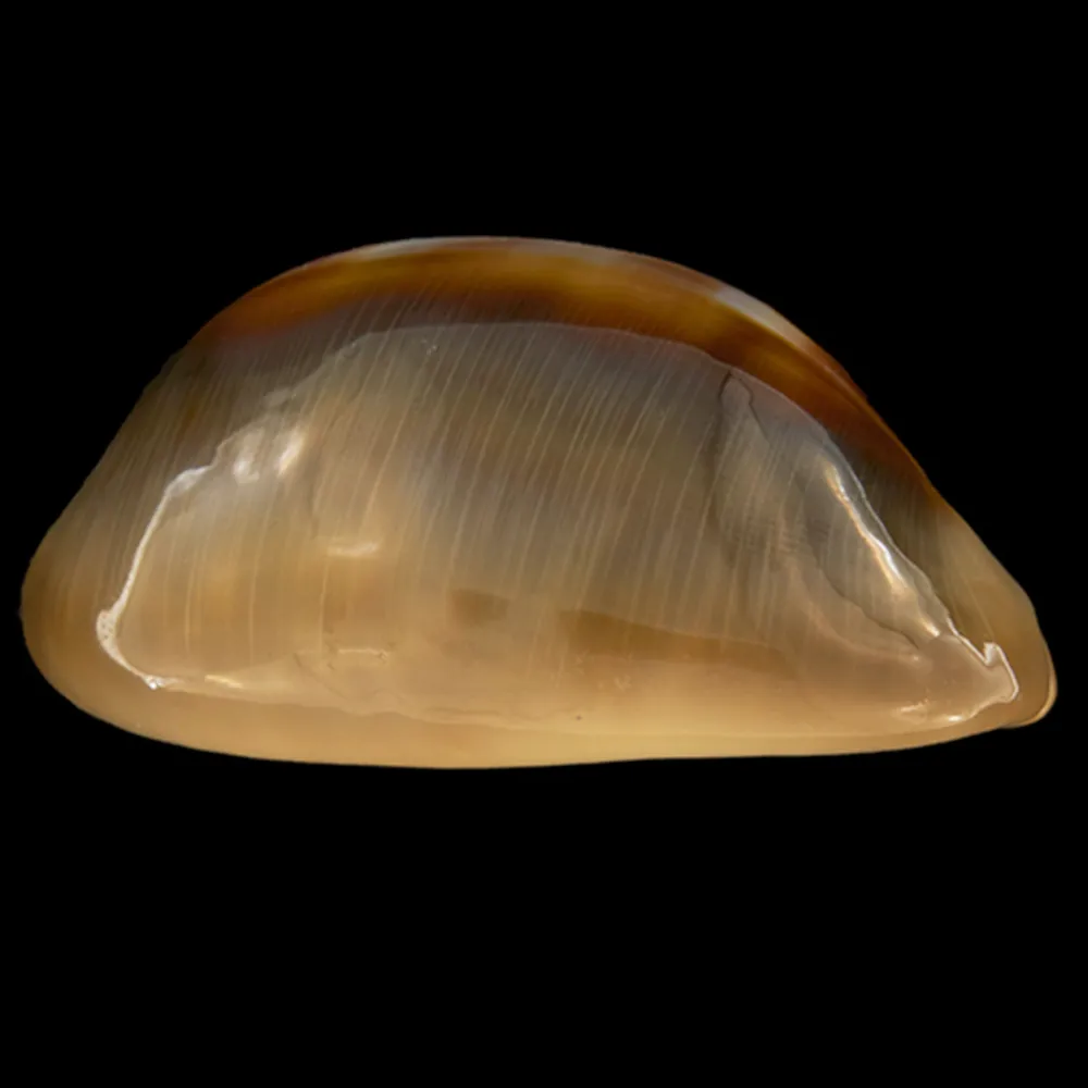 Lyncina Ventriculus