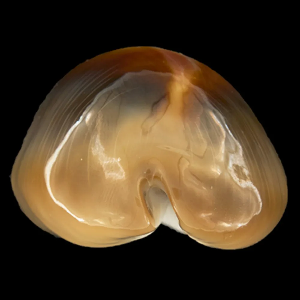 Lyncina Ventriculus