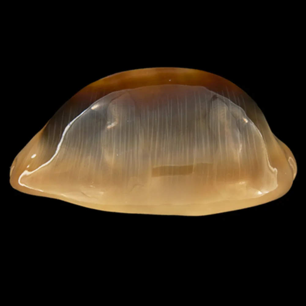 Lyncina Ventriculus