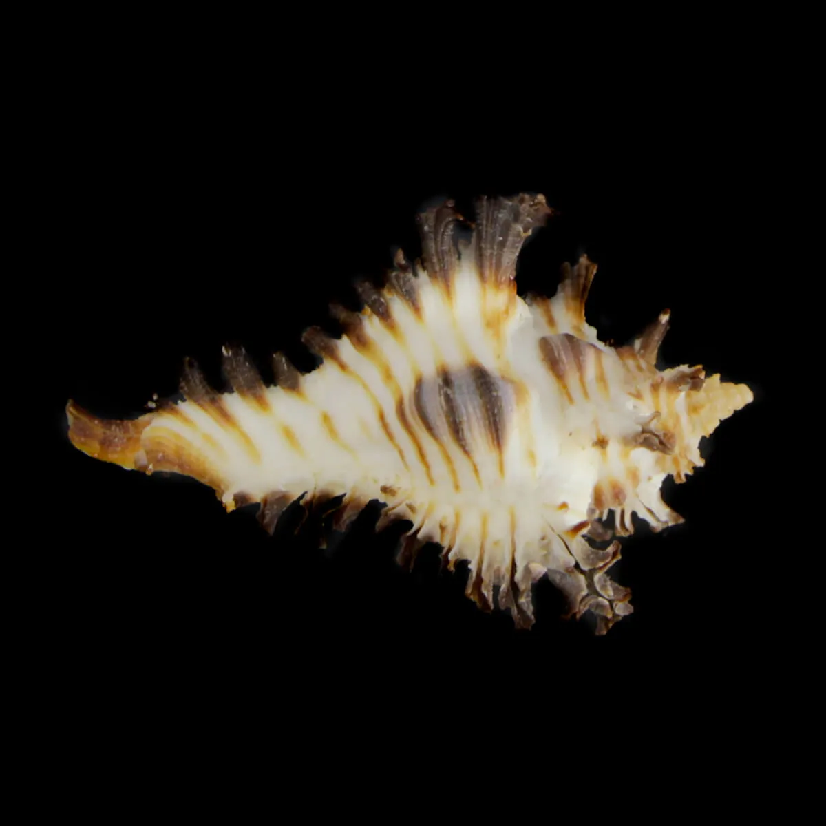 Chicoreus Brunneus BLACK & WHITE