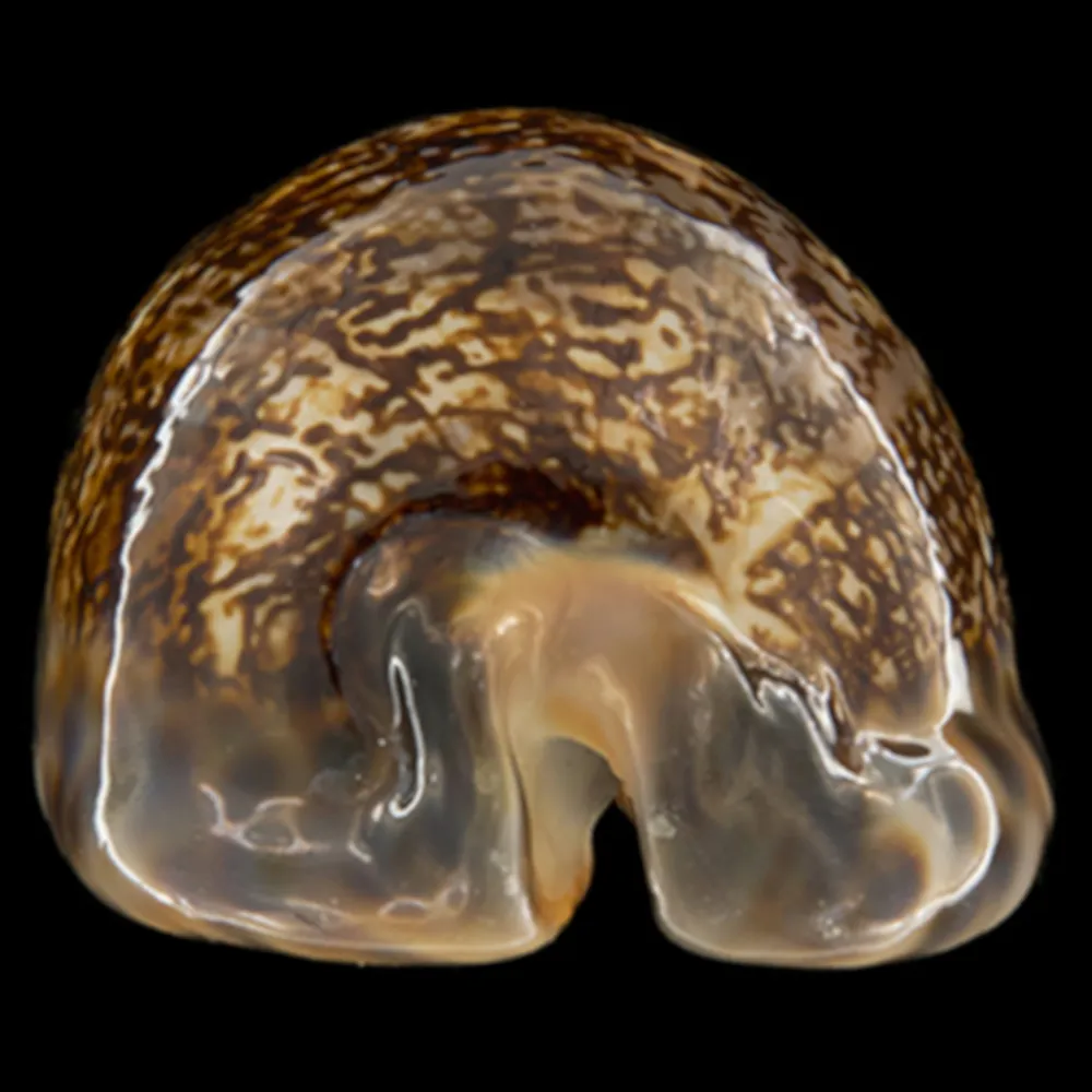 Mauritia Arabica Rudimaculosa