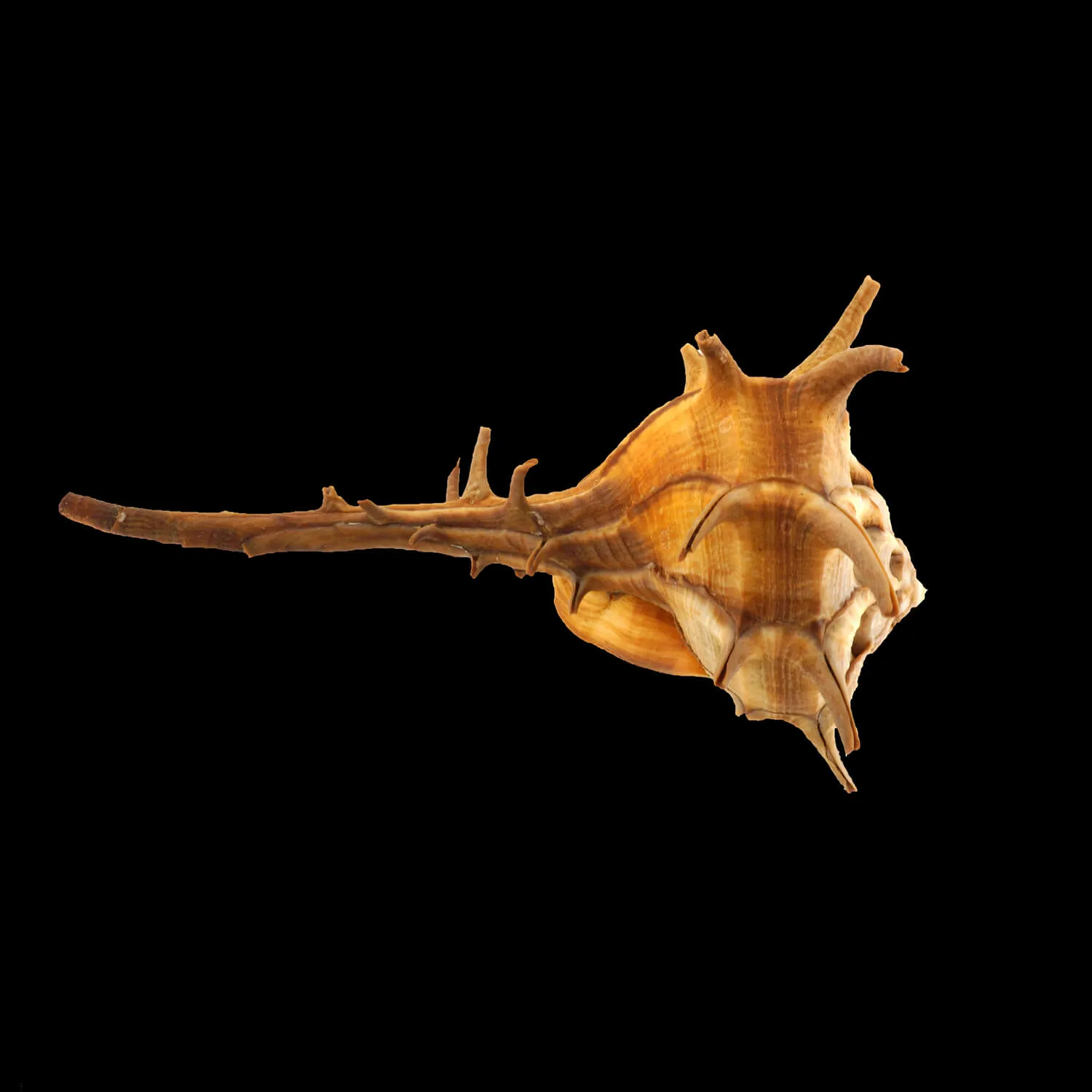 Bolinus Cornutus Cornutus