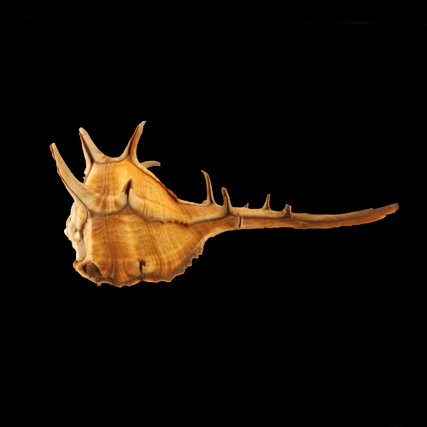 Bolinus Cornutus Cornutus