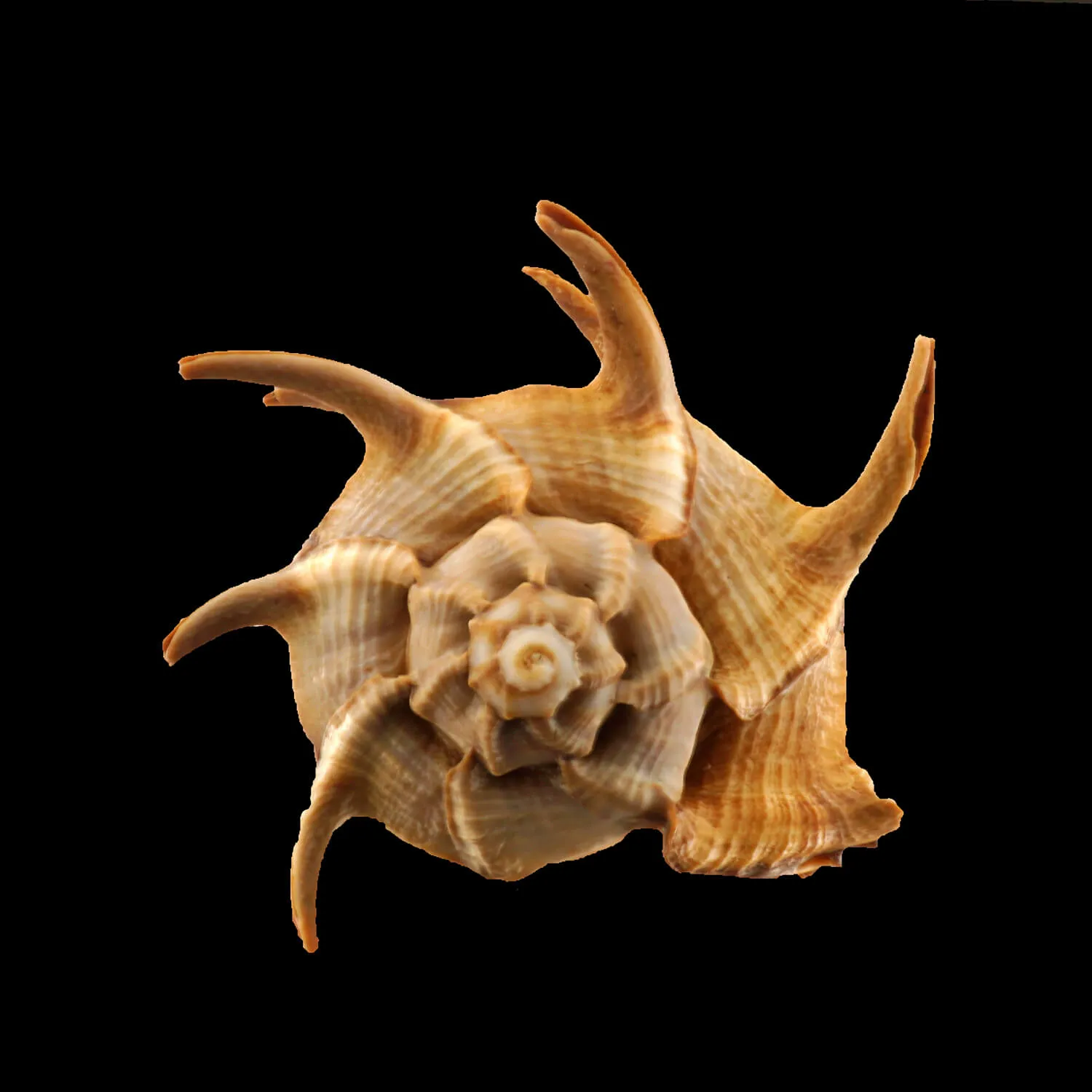 Bolinus Cornutus Cornutus