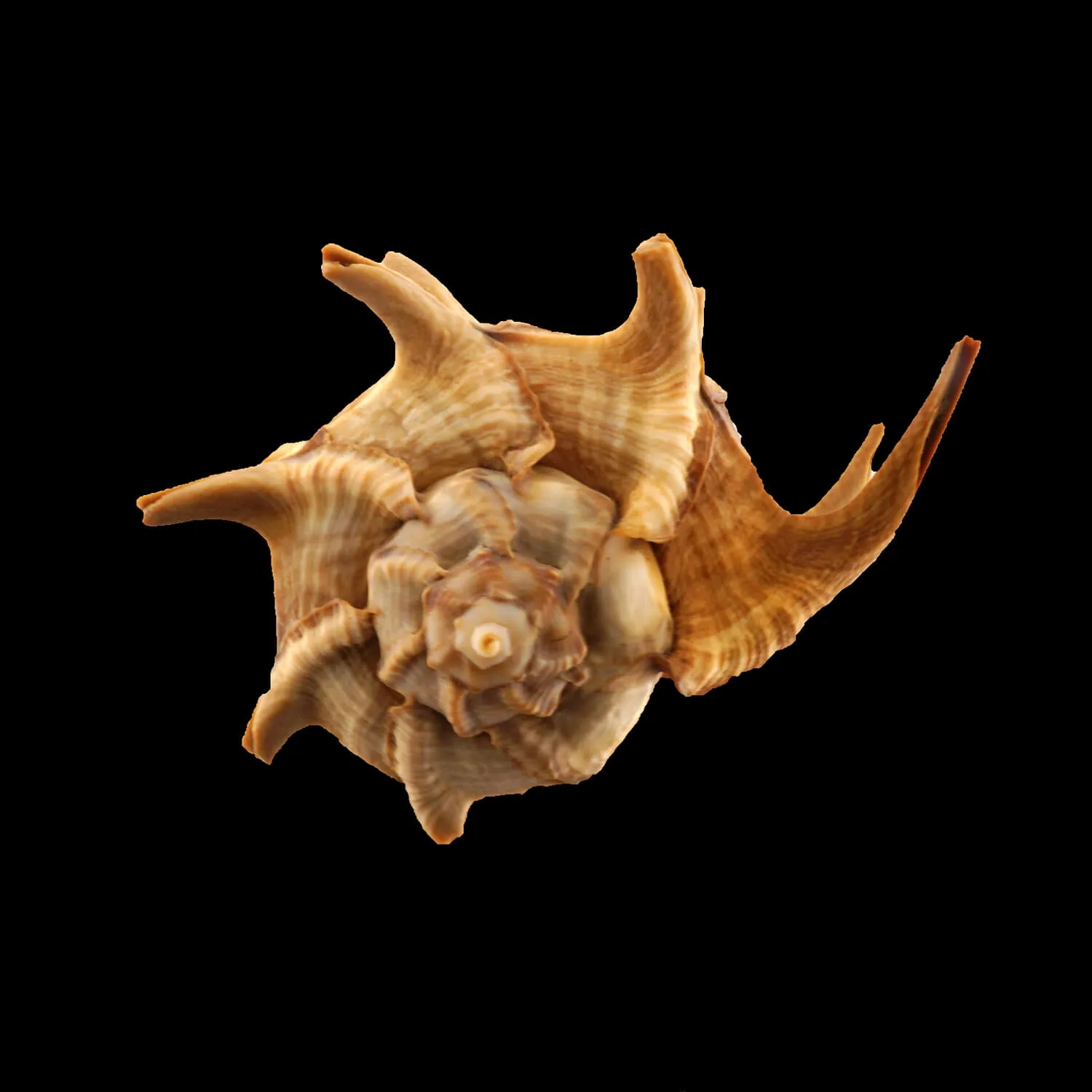 Bolinus Cornutus Cornutus