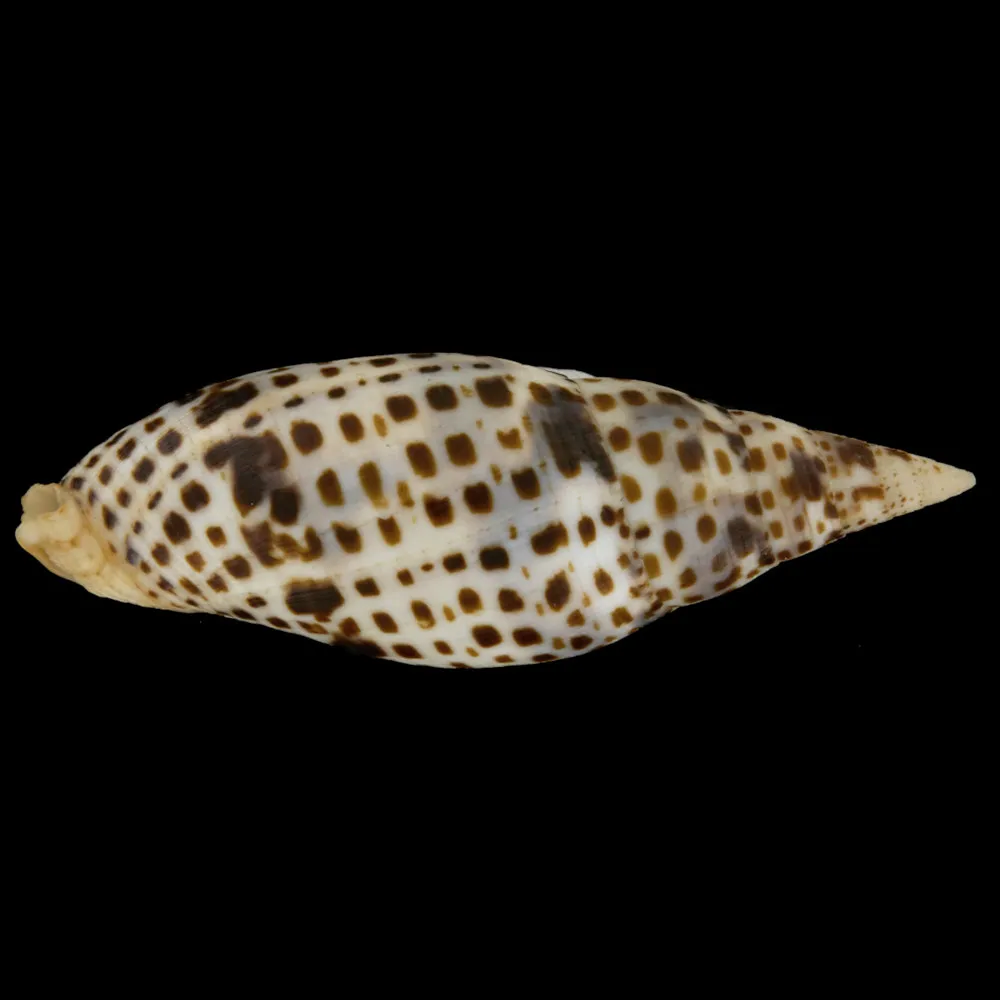Mitra Cardinalis