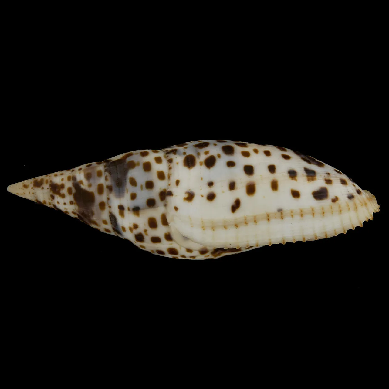 Mitra Cardinalis
