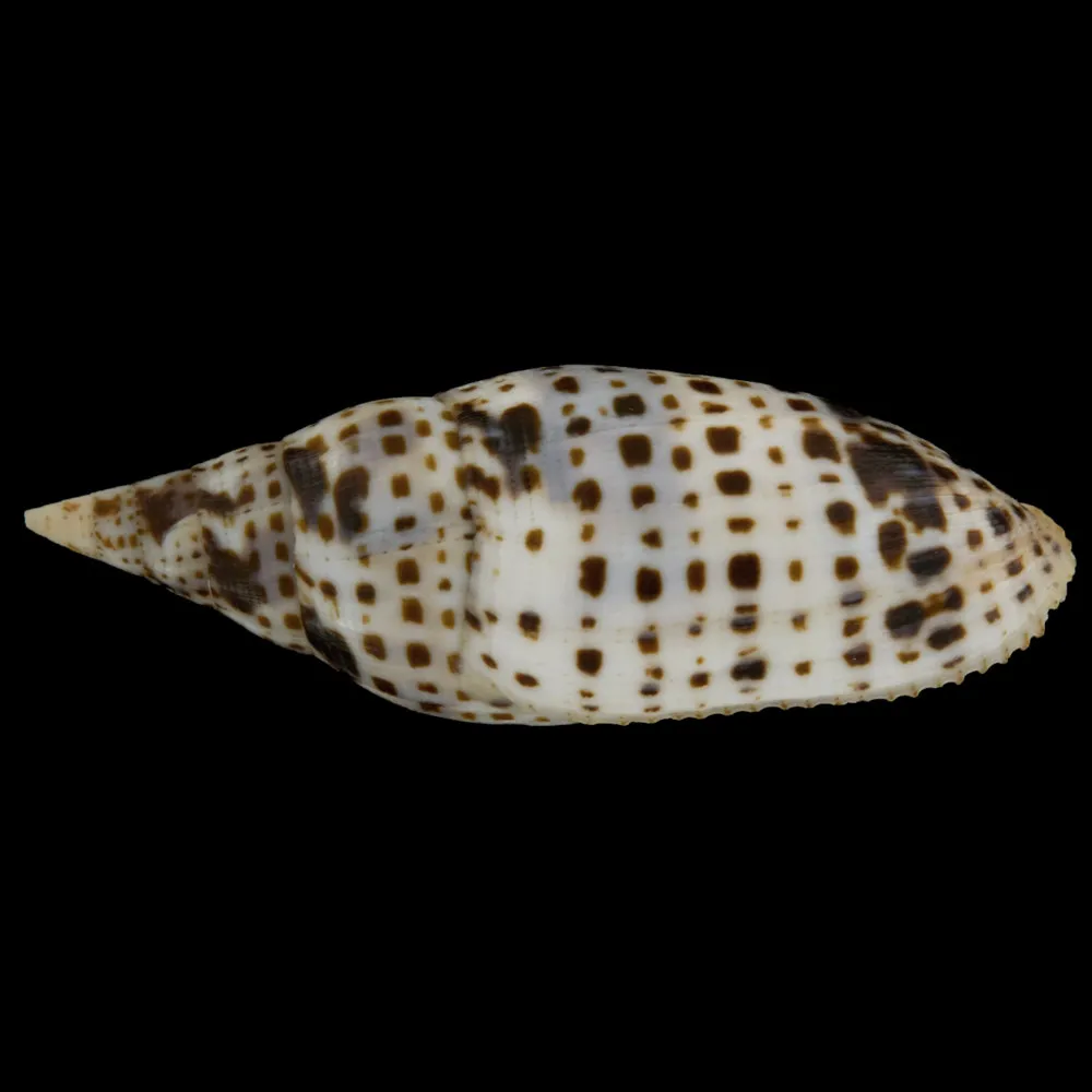 Mitra Cardinalis