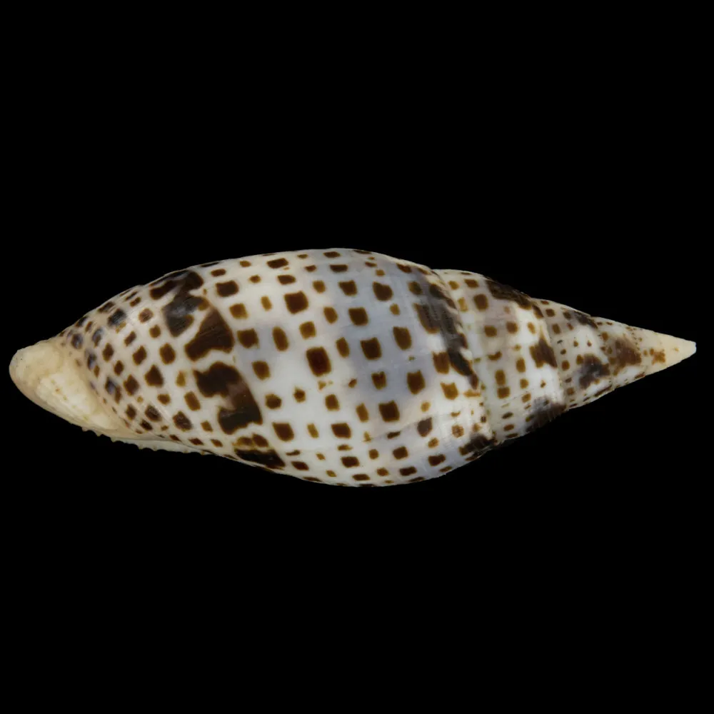 Mitra Cardinalis