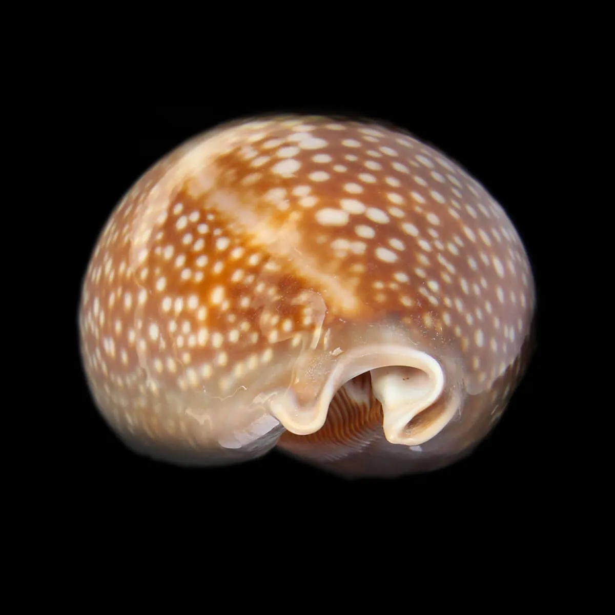 Macrocypraea Cervus