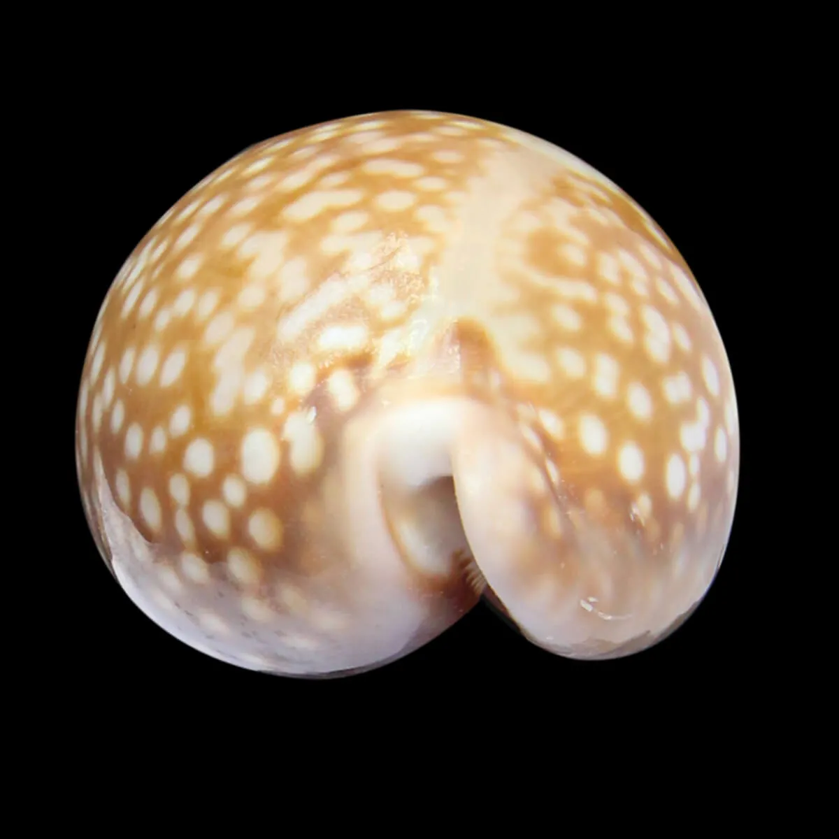 Macrocypraea Cervus