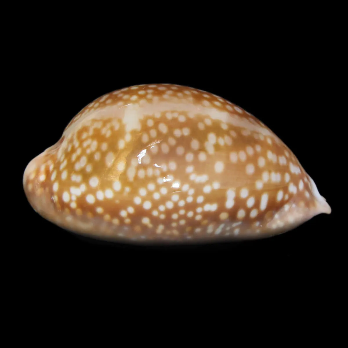 Macrocypraea Cervus