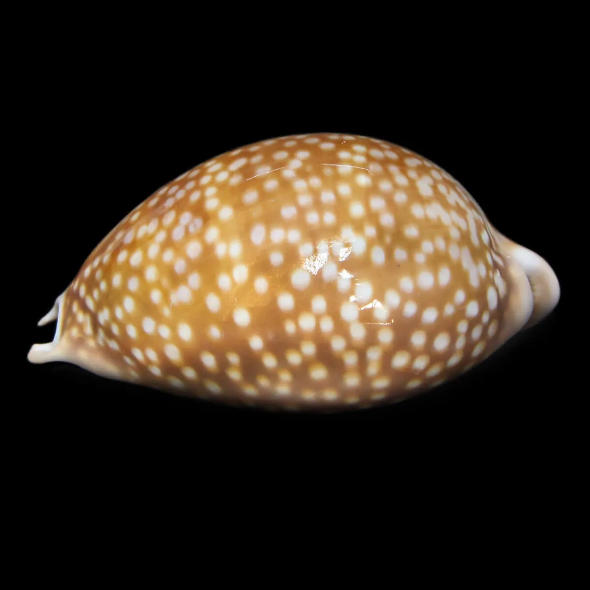 Macrocypraea Cervus
