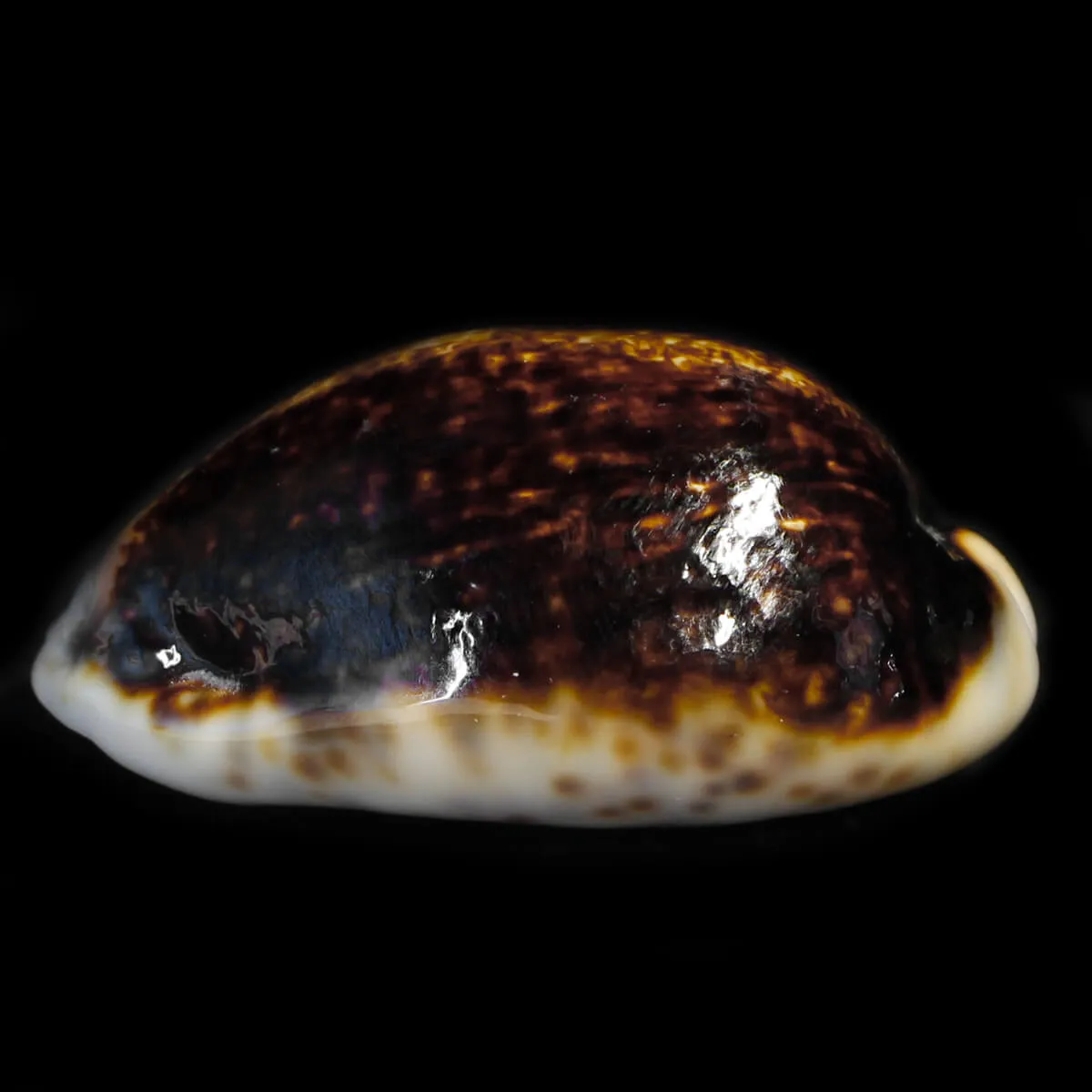 Mauritia Eglantina Niger