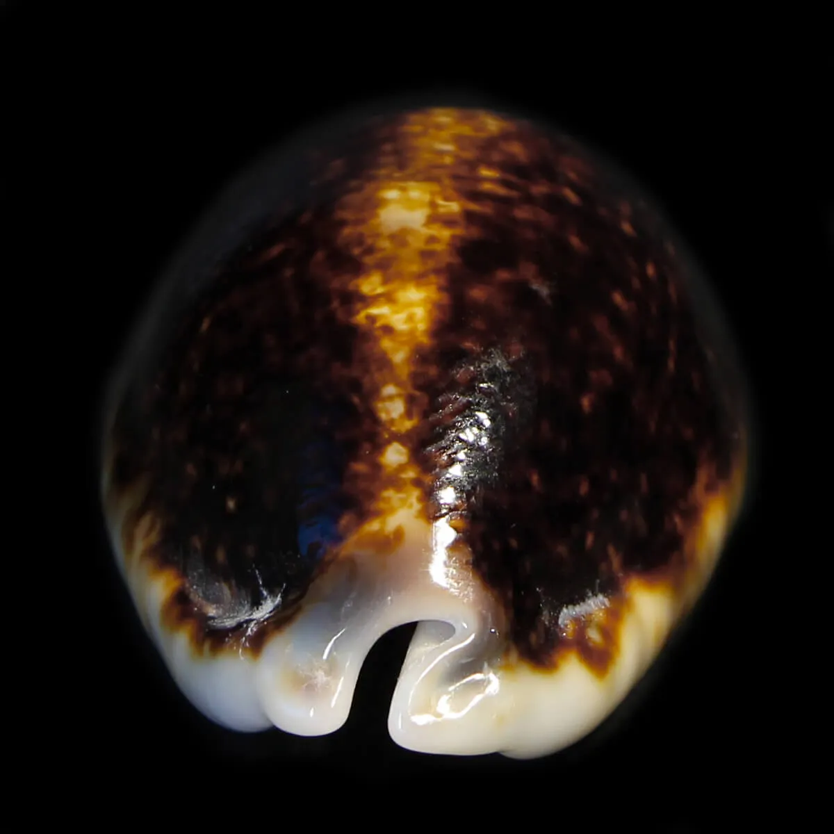 Mauritia Eglantina Niger