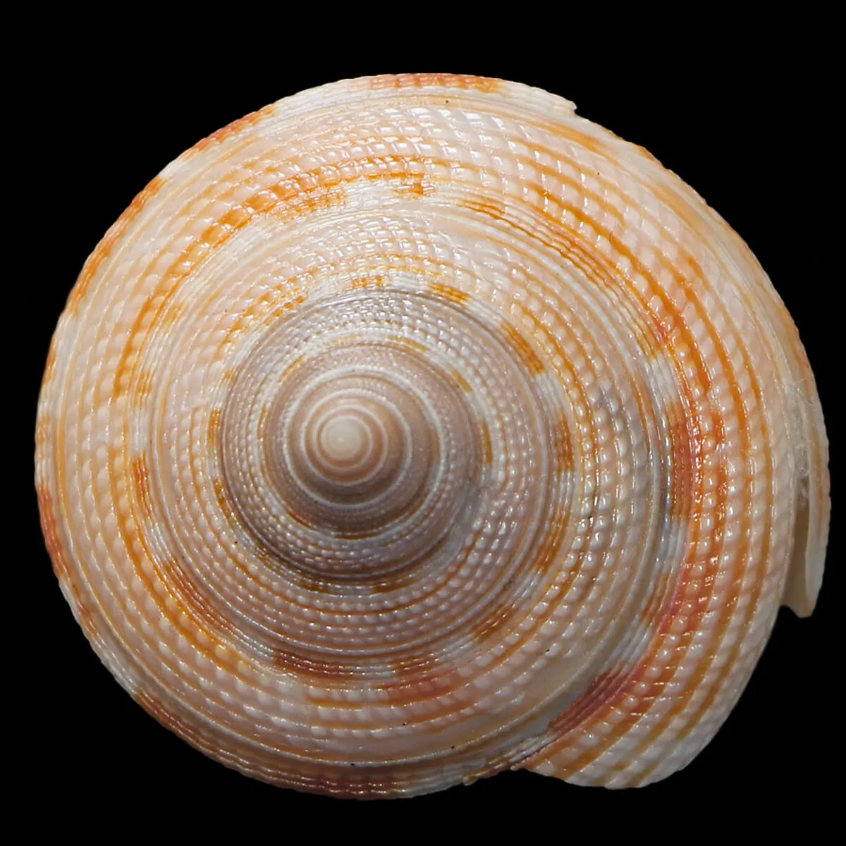Mikadotrochus Gotoi