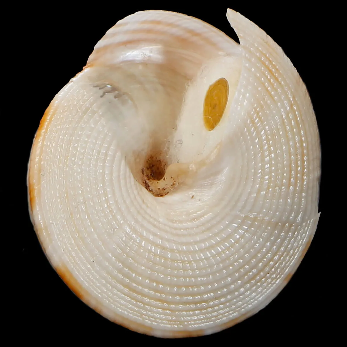 Mikadotrochus Gotoi