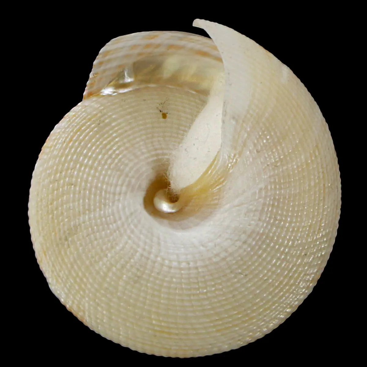 Mikadotrochus Gotoi