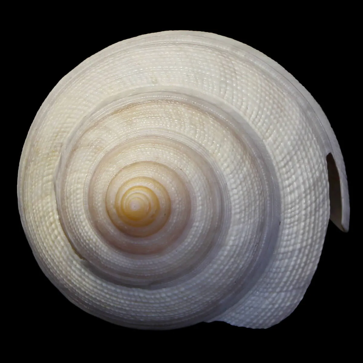 Mikadotrochus Hirasei Albino
