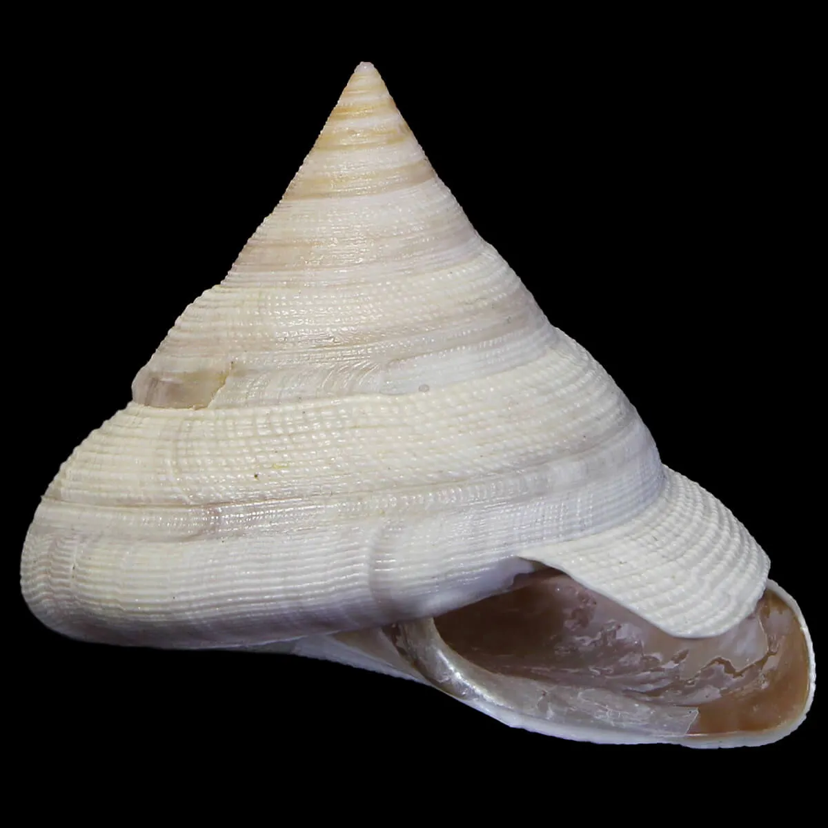 Mikadotrochus Hirasei Albino