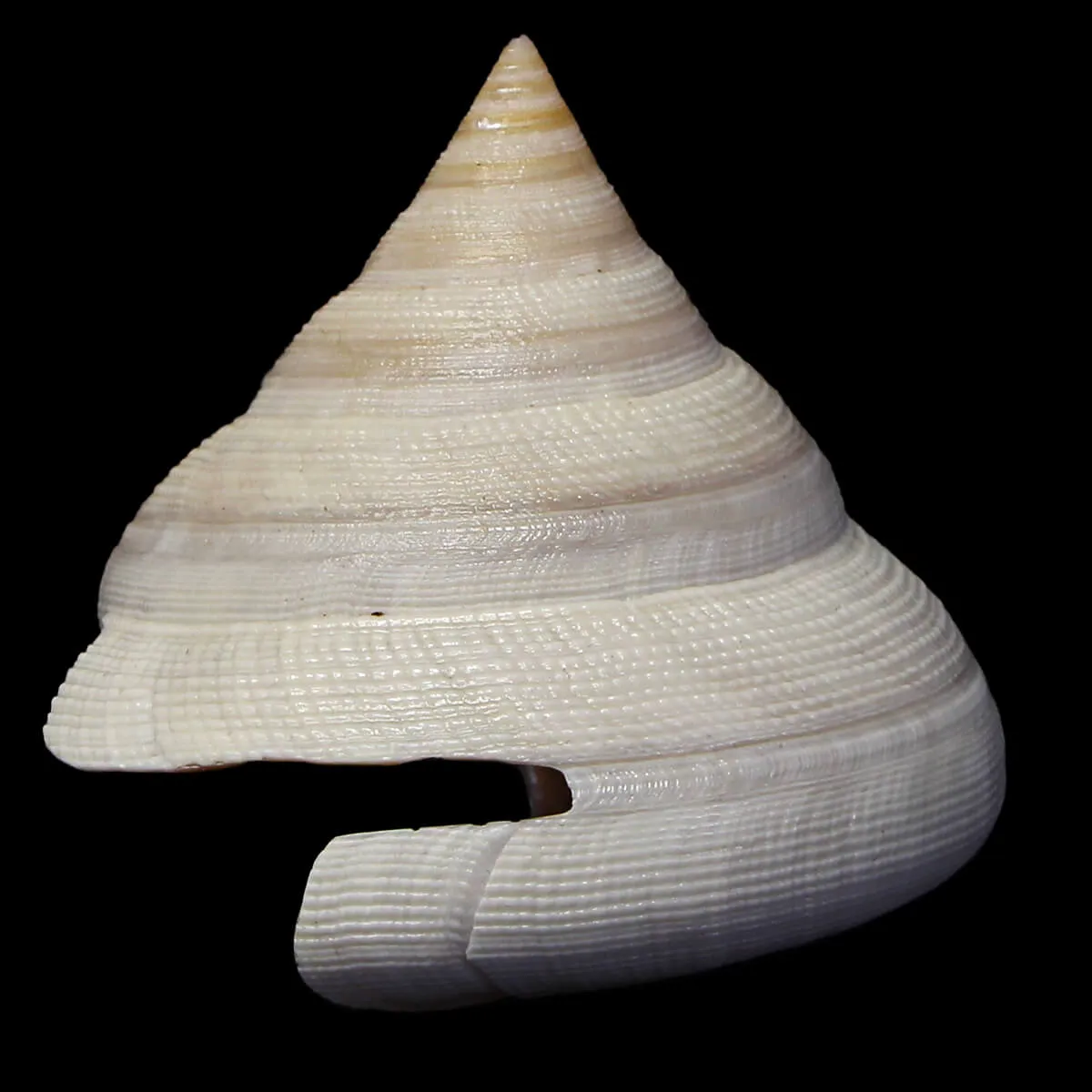 Mikadotrochus Hirasei Albino