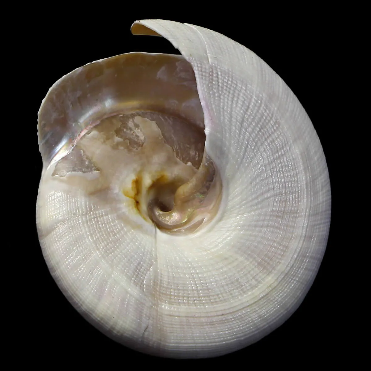 Mikadotrochus Hirasei Albino