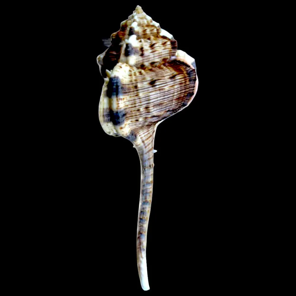 Haustellum Haustellum XL