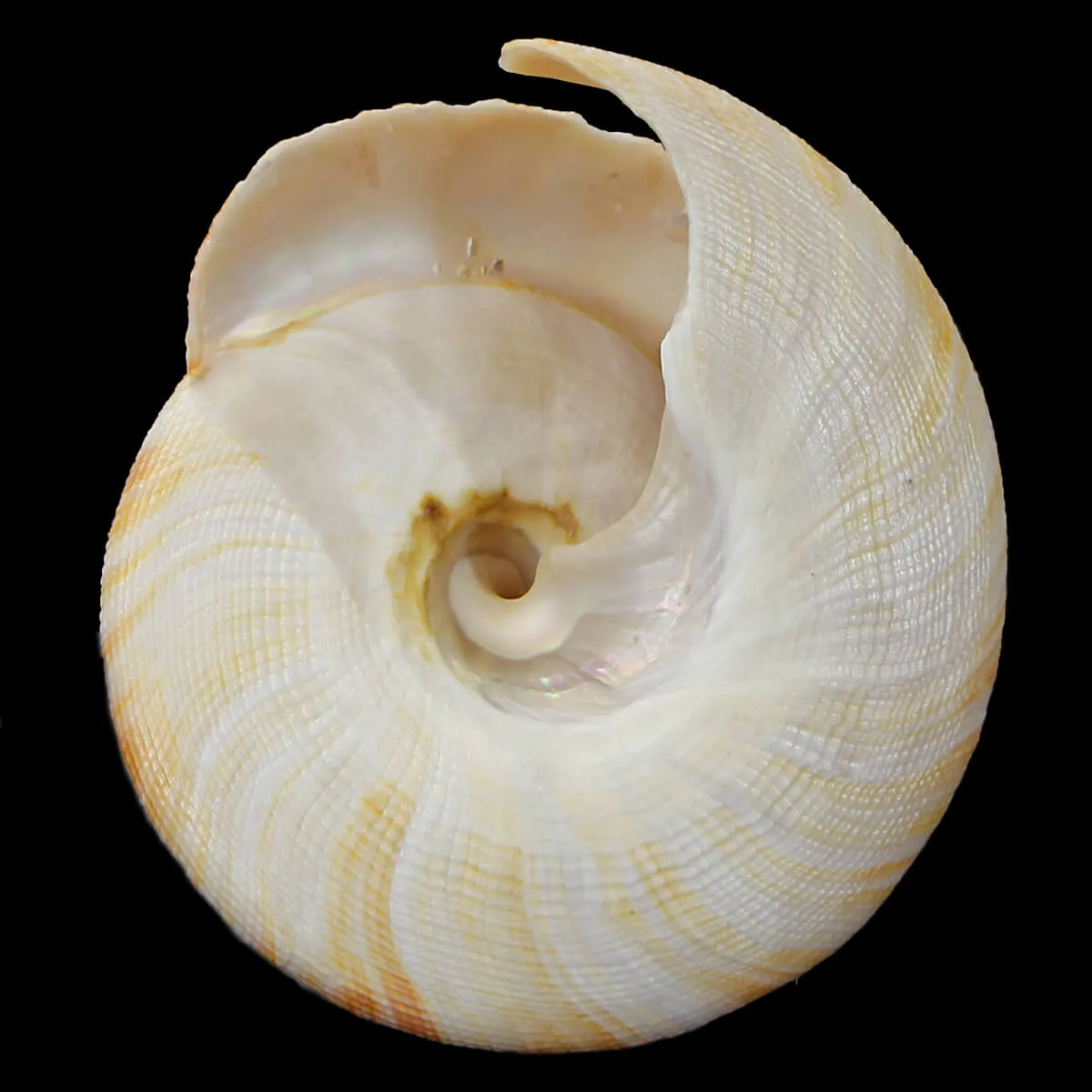 Mikadotrochus Hirasei