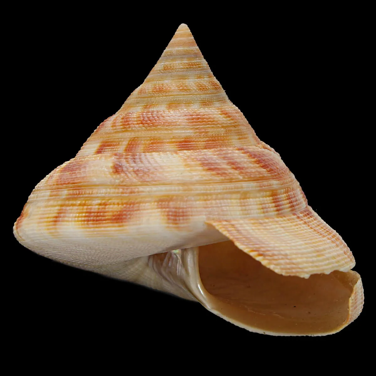 Mikadotrochus Hirasei