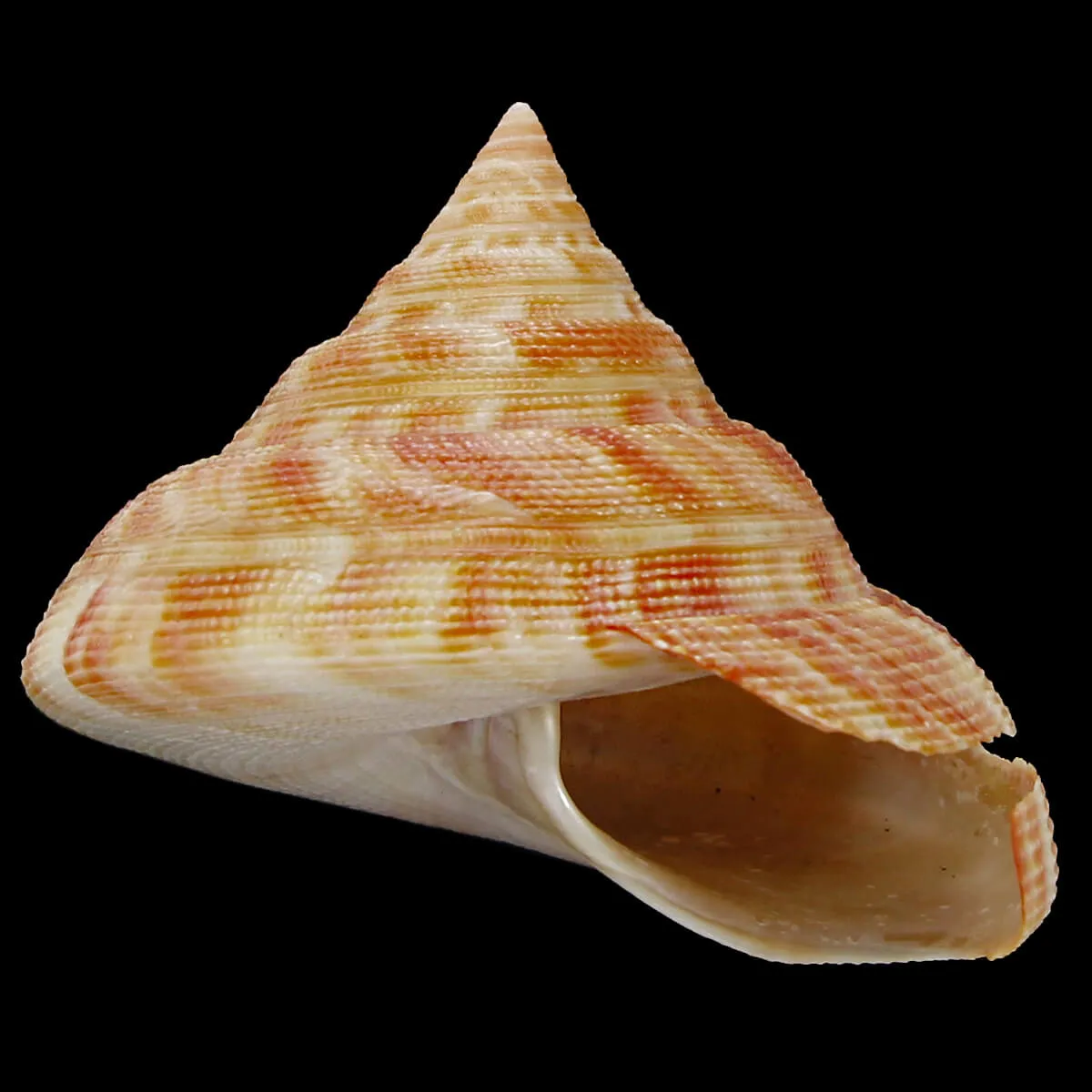 Mikadotrochus Hirasei