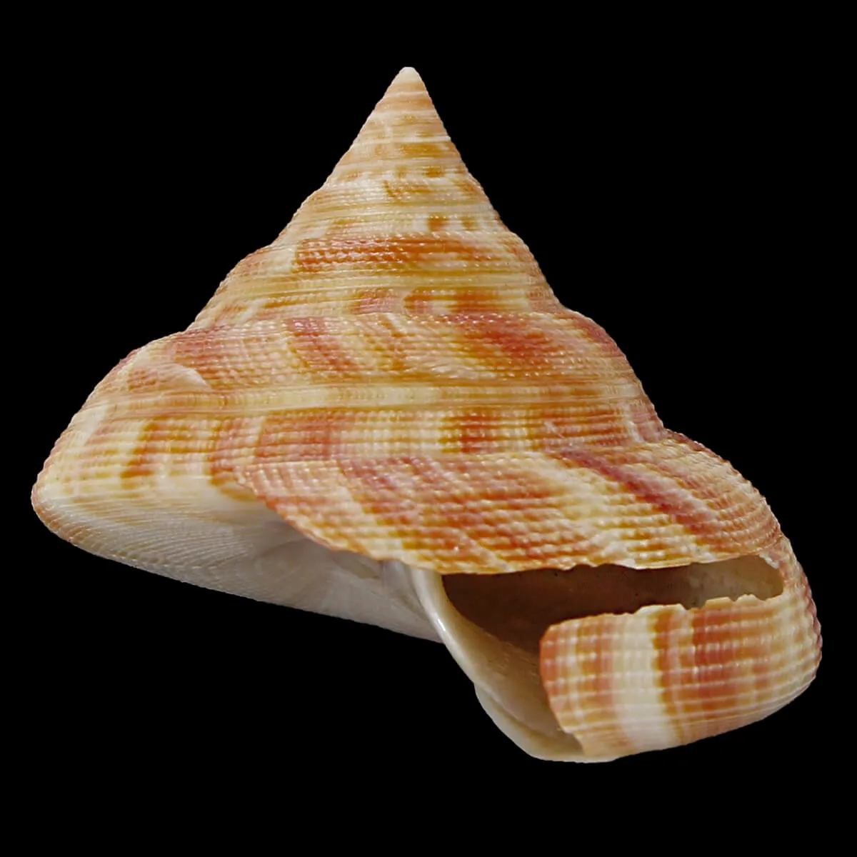Mikadotrochus Hirasei