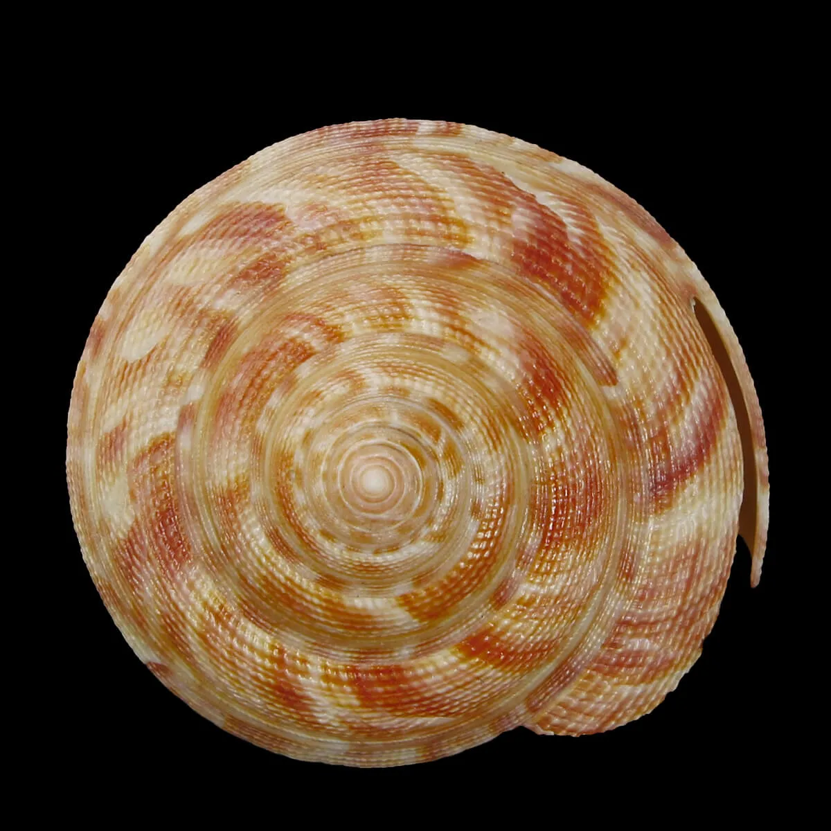 Mikadotrochus Hirasei