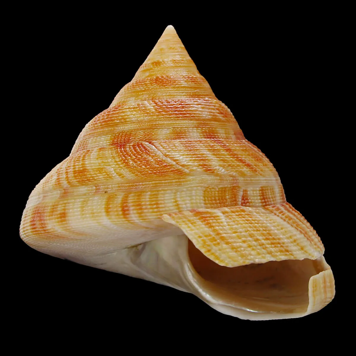 Mikadotrochus Hirasei