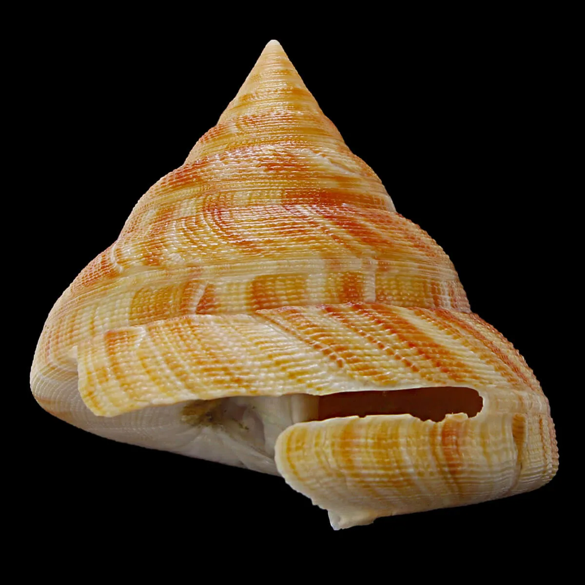 Mikadotrochus Hirasei