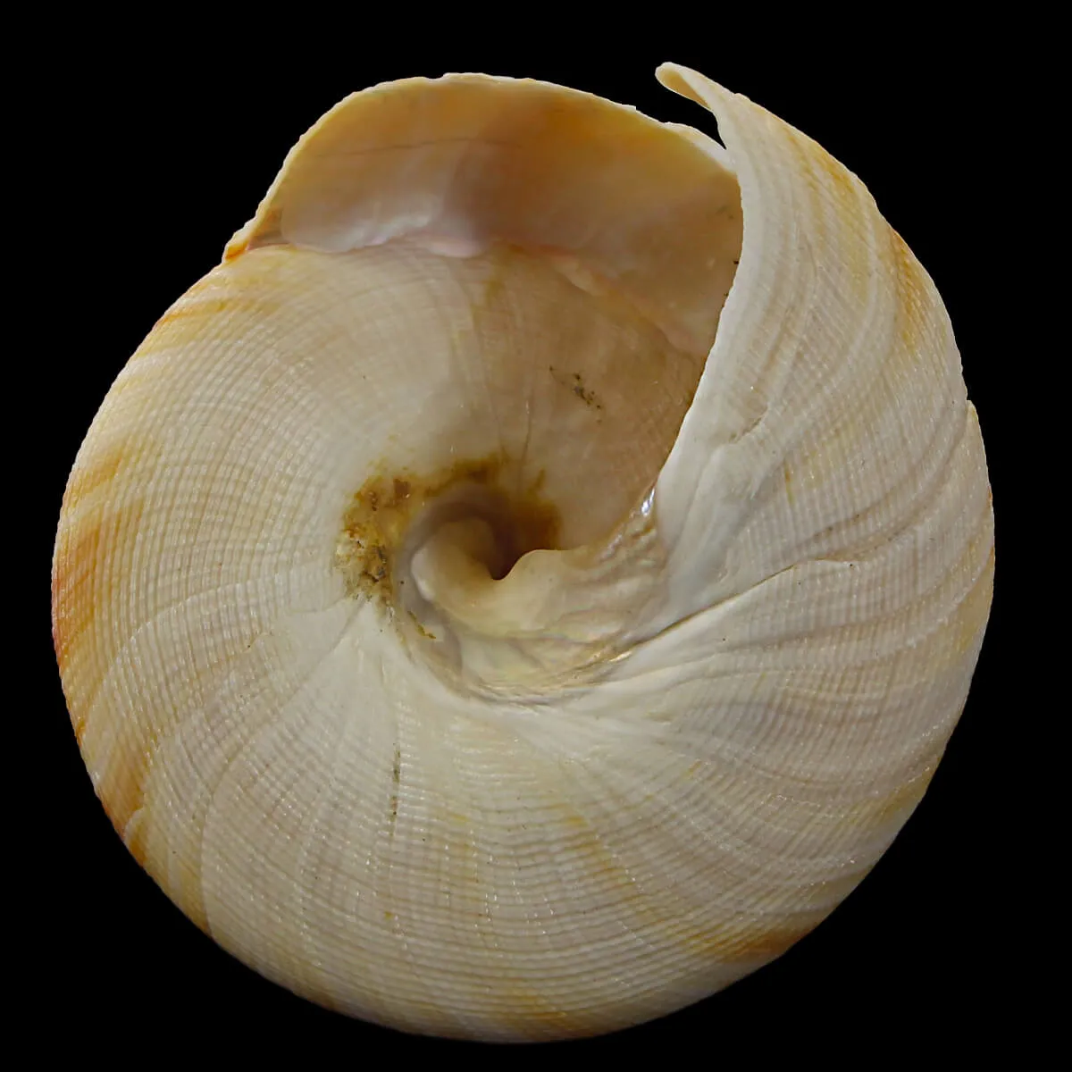 Mikadotrochus Hirasei