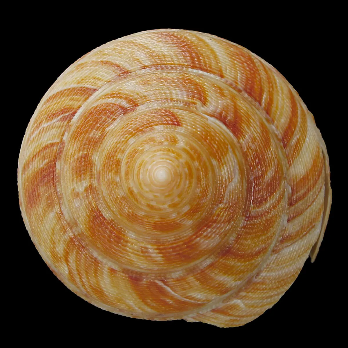 Mikadotrochus Hirasei