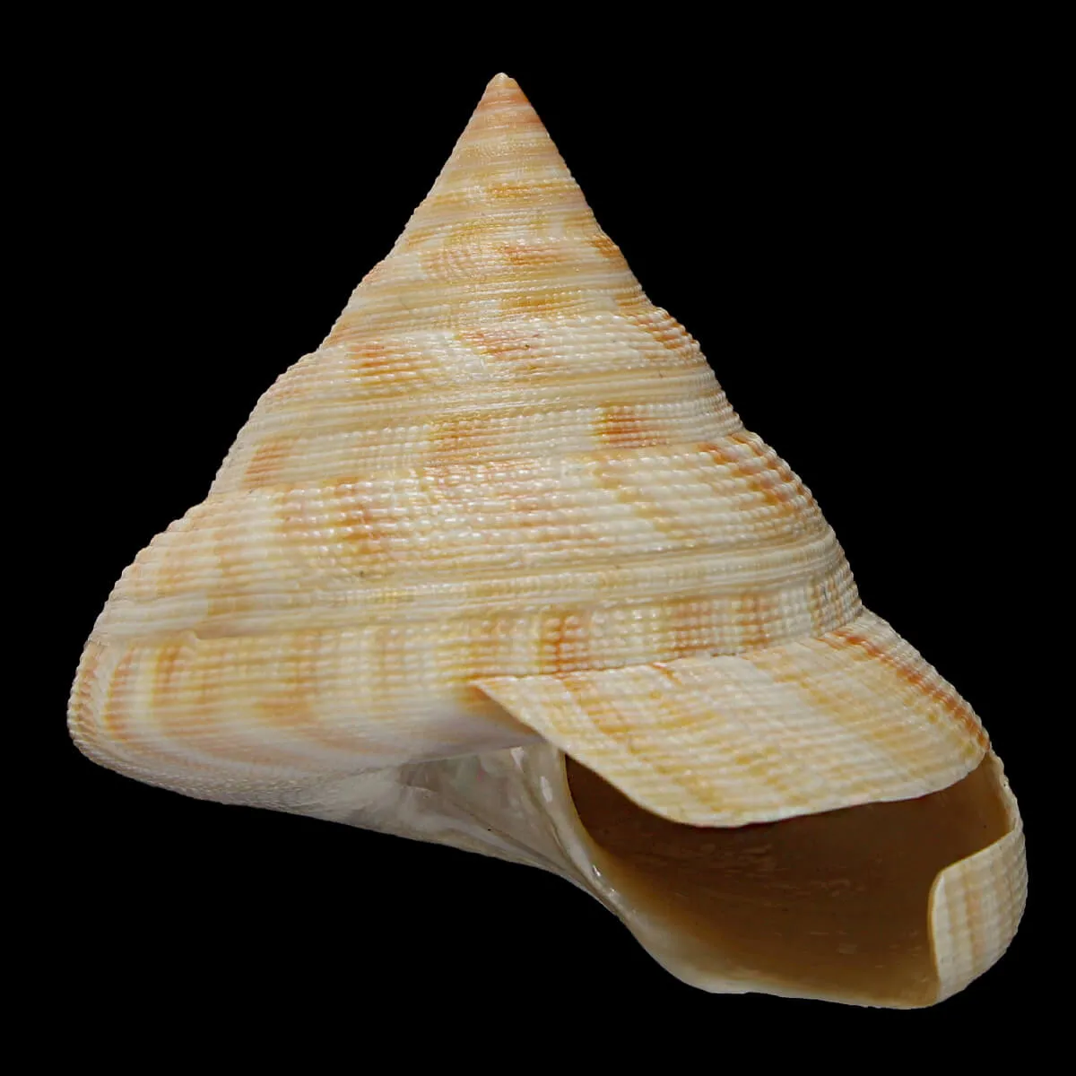 Mikadotrochus Hirasei