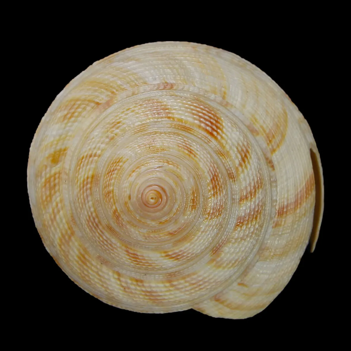 Mikadotrochus Hirasei