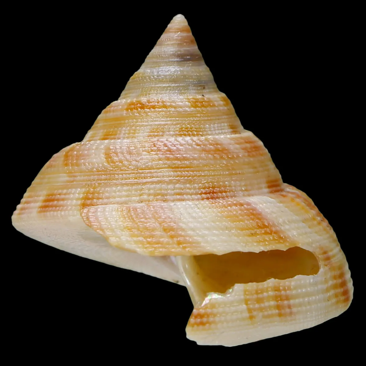 Mikadotrochus Hirasei