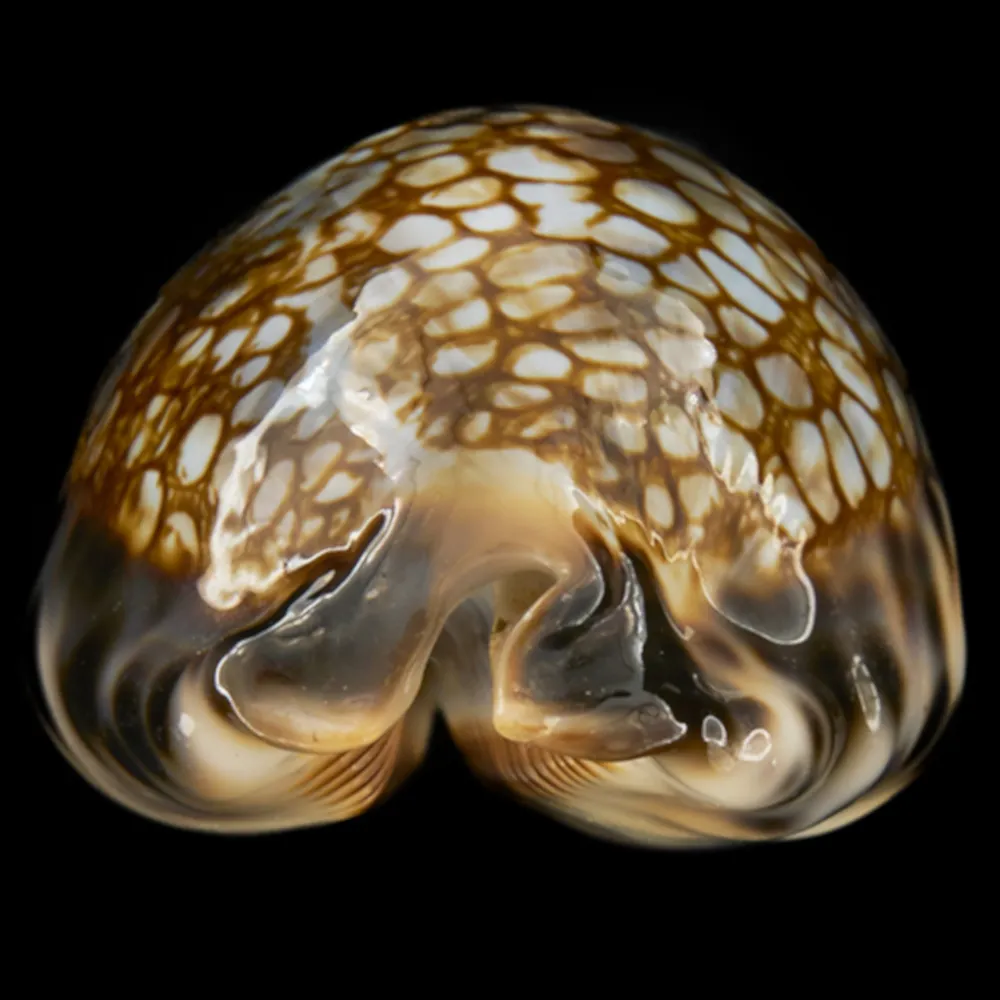 Mauritia Histrio