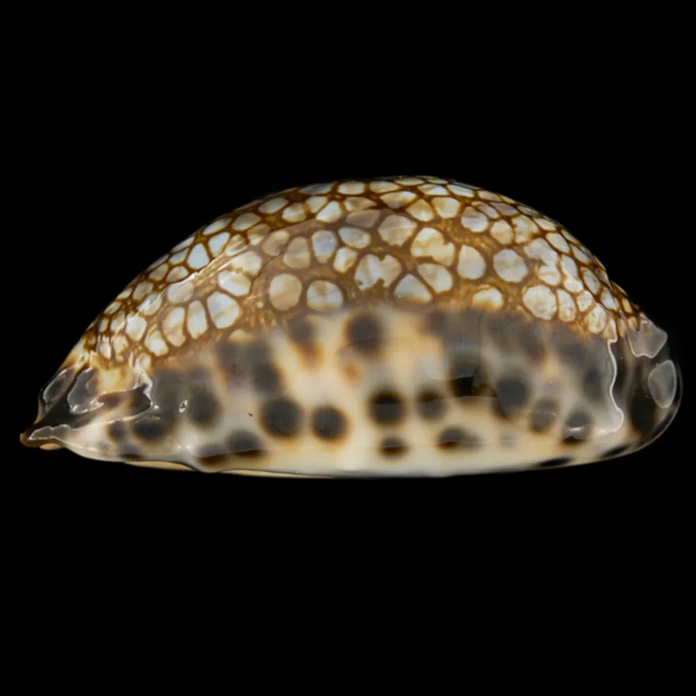 Mauritia Histrio