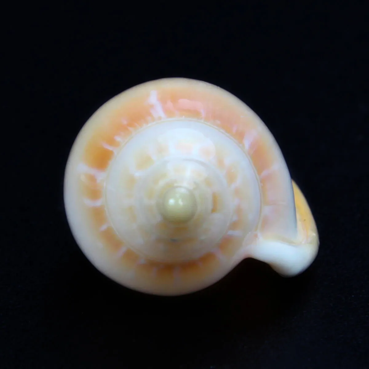 Marginella Desjardini