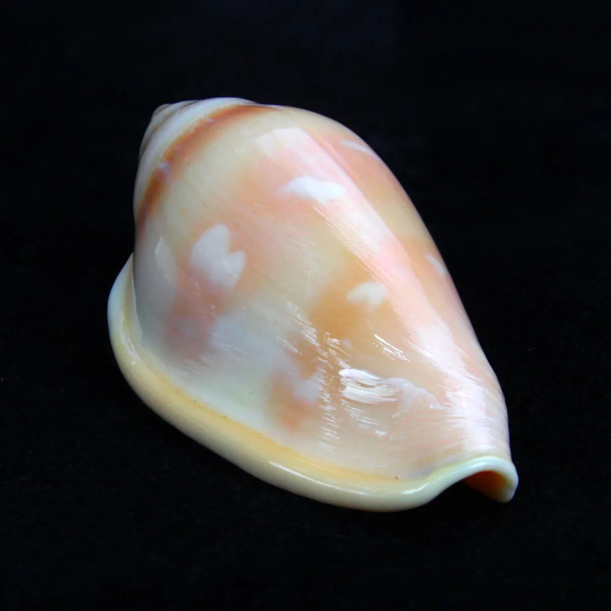 Marginella Desjardini