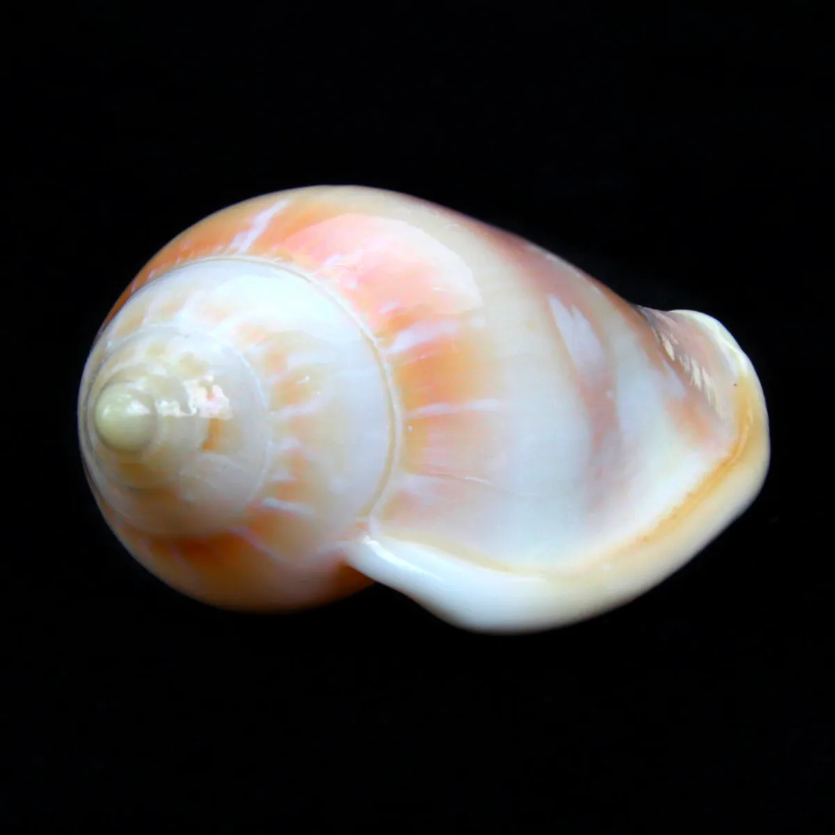 Marginella Desjardini