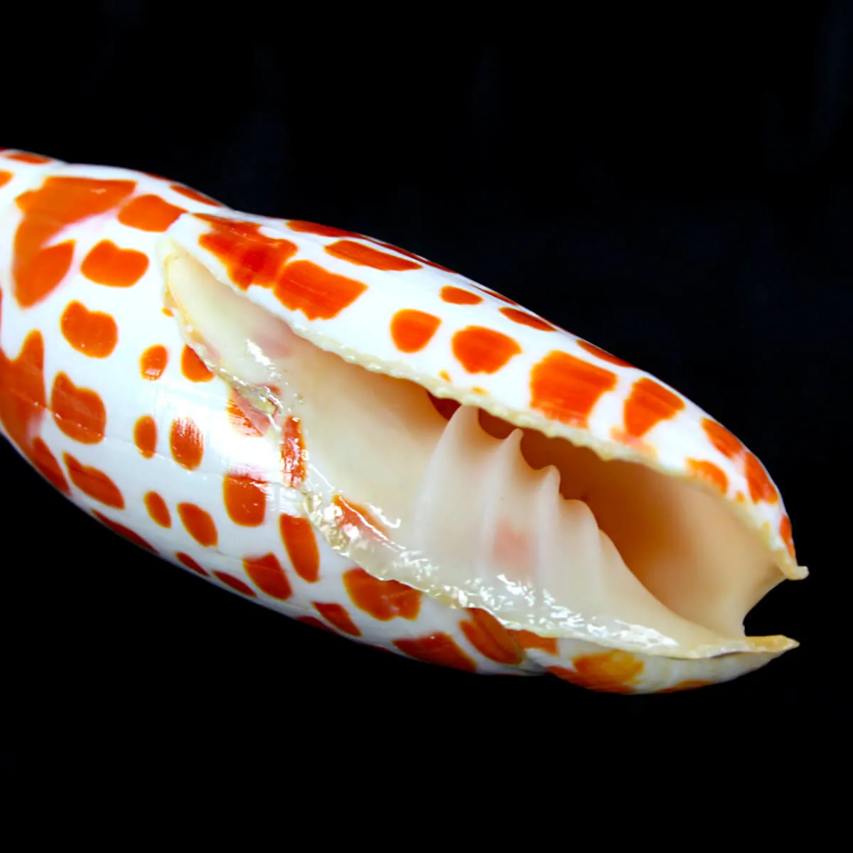 Mitra Mitra Extra