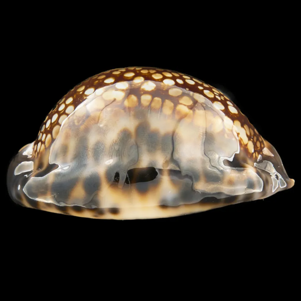 Mauritia Maculifera