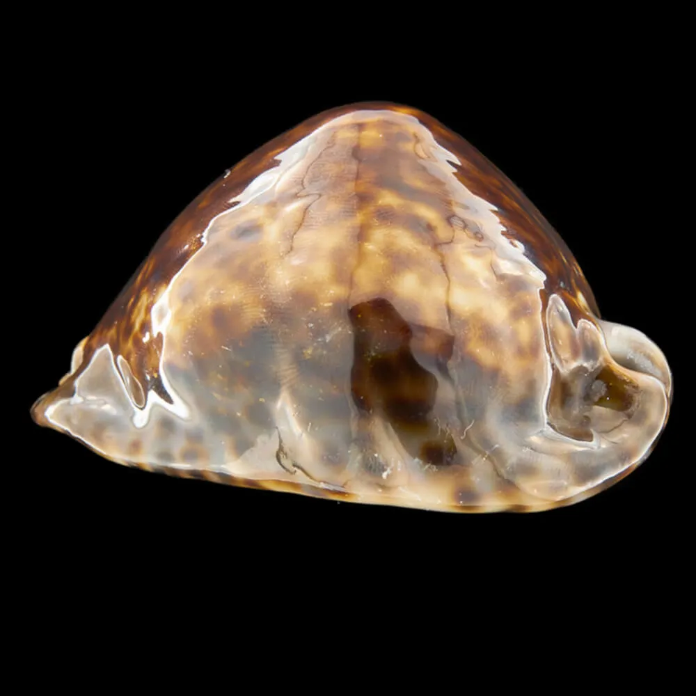 Mauritia Maculifera  