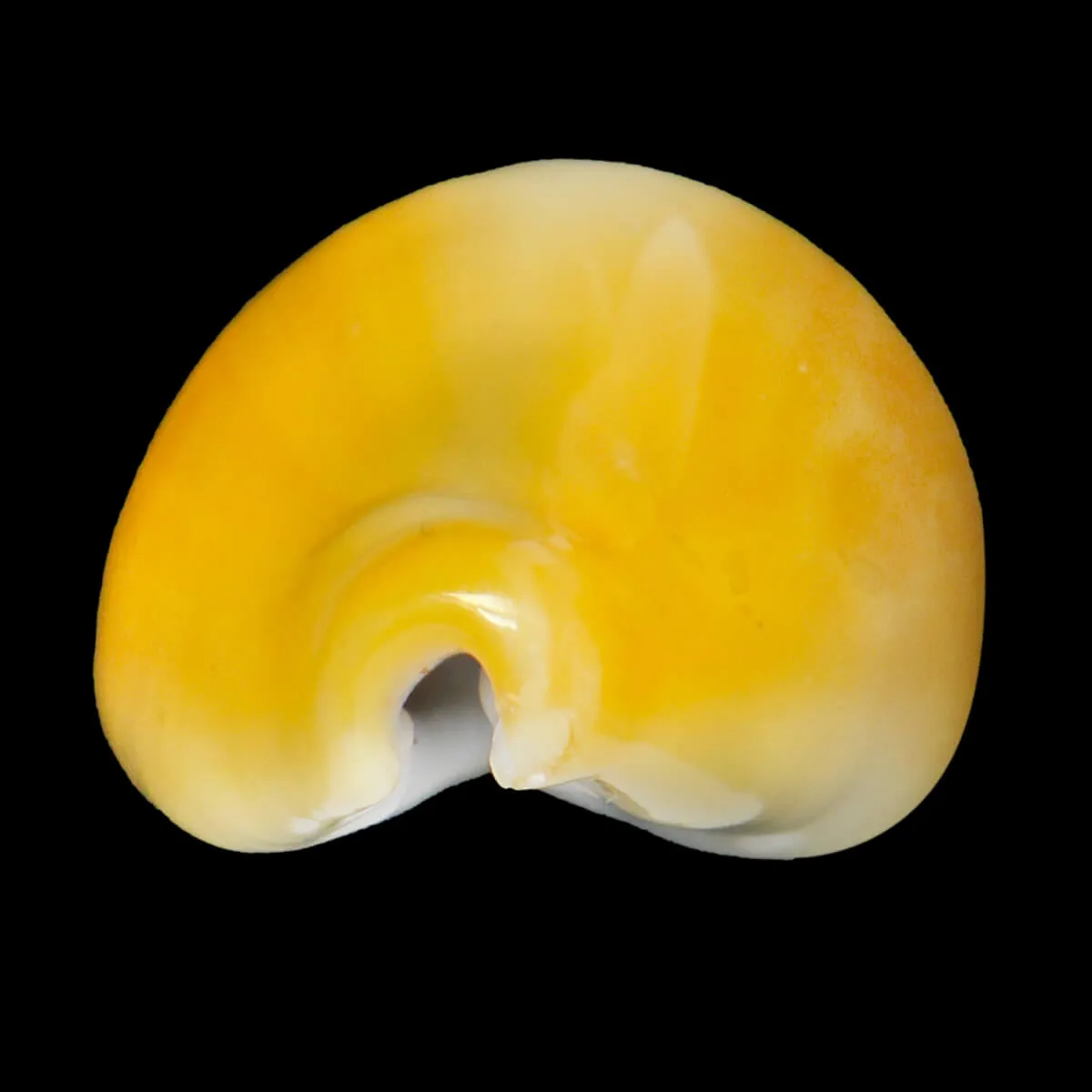 Monetaria Moneta