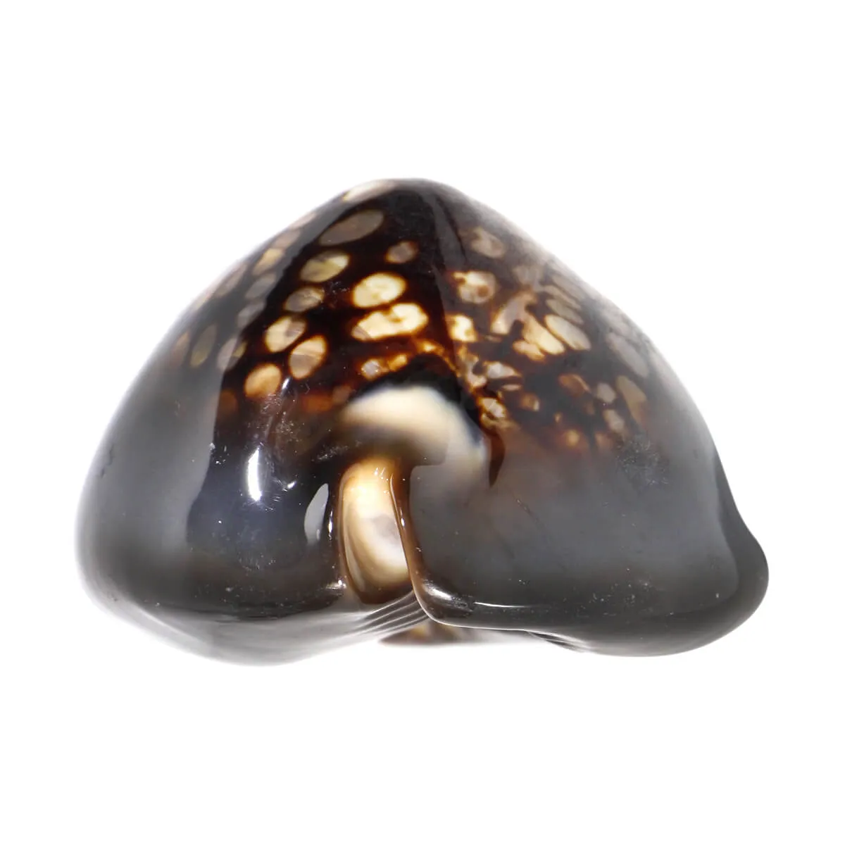 Mauritia Mauritiana