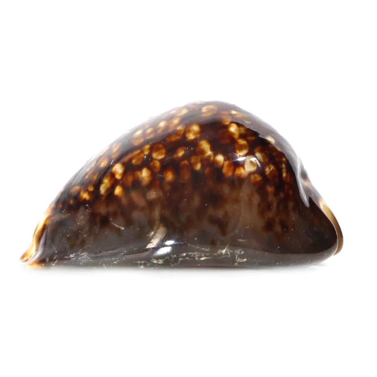 Mauritia Mauritiana